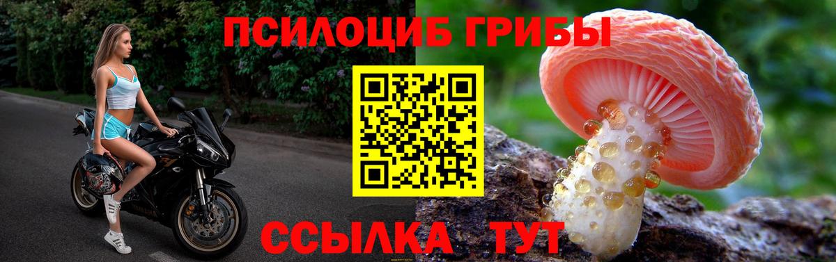 Псилоцибиновые грибы Psilocybine cubensis Ялуторовск
